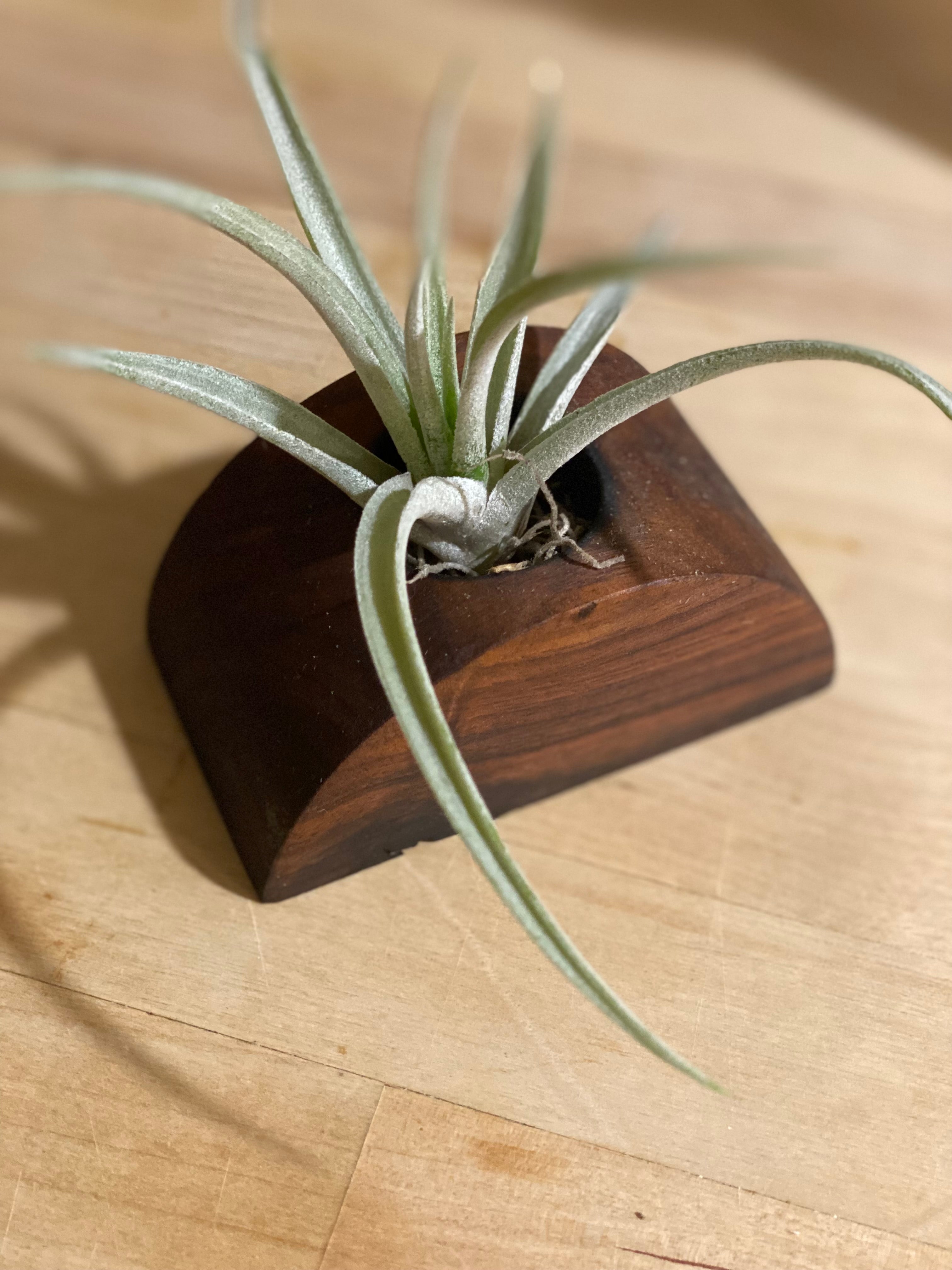 Half Circle Air Plant Holder