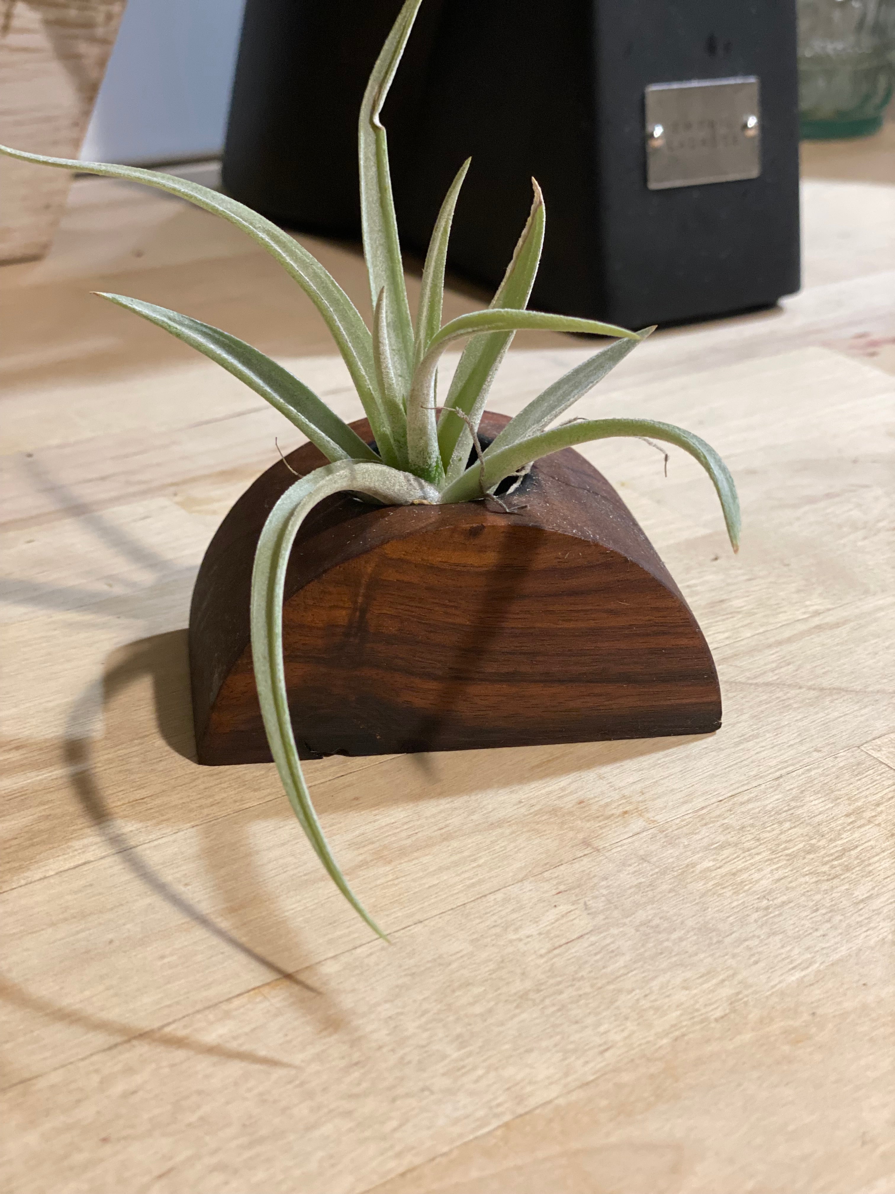 Half Circle Air Plant Holder