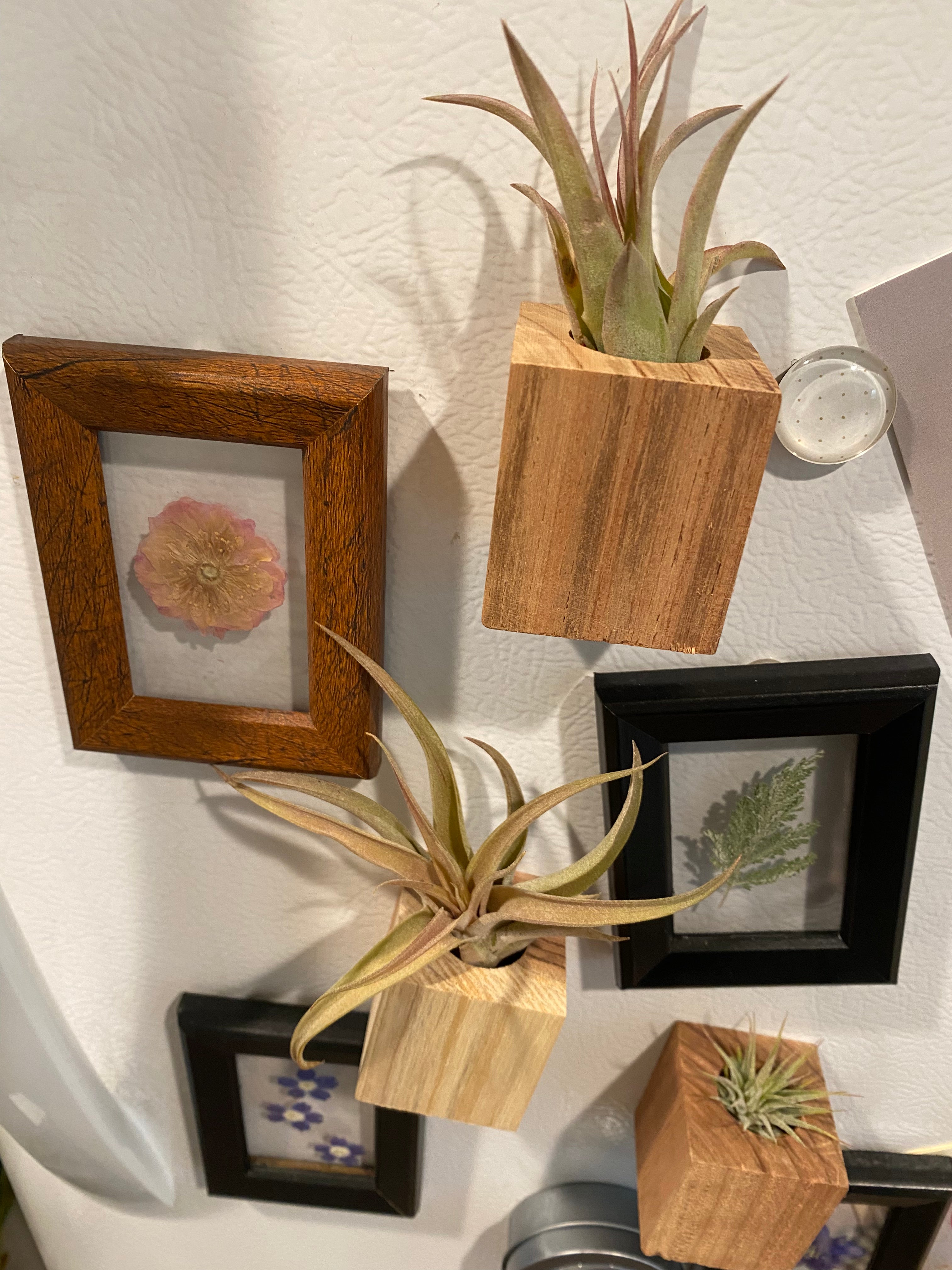 Air Plant Magnets